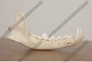 photo reference of skull 0048